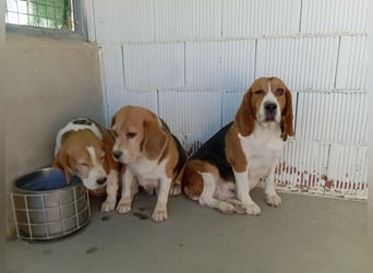 ABRIL-sehr liebes, zugewandtes Beagelmädchen sucht sehnsüchtig ihr liebevolles Zuhause