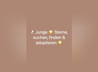 F1-BEAGLIER-WELPEN aus Etischer Zucht mit FCI-reinrassigen Eltern!