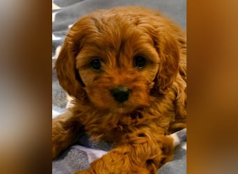F1-BEAGLIER und CAVAPOO-WELPEN aus Etischer Zucht mit FCI-reinrassigen Eltern!