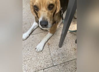 Liebe Beagle Lola sucht liebe (gerne auch ältere) Menschen