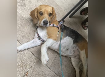 Liebe Beagle Lola sucht liebe (gerne auch ältere) Menschen