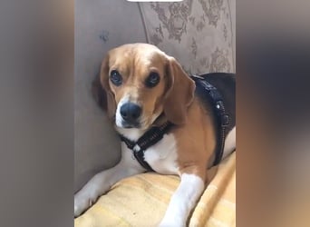 Liebe Beagle Lola sucht liebe (gerne auch ältere) Menschen