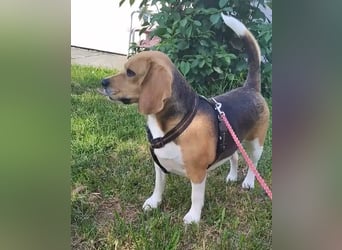Liebe Beagle Lola sucht liebe (gerne auch ältere) Menschen