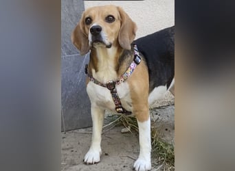 Liebe Beagle Lola sucht liebe (gerne auch ältere) Menschen