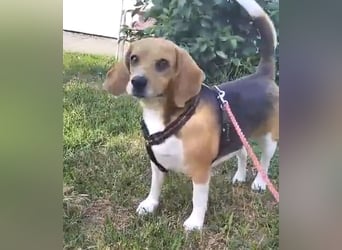 Liebe Beagle Lola sucht liebe (gerne auch ältere) Menschen