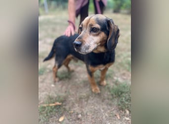 DODO - Kleiner, freundlicher Senior sucht ein liebevolles Zuhause für seinen Lebensabend