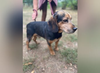 DODO - Kleiner, freundlicher Senior sucht ein liebevolles Zuhause für seinen Lebensabend