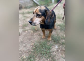 DODO - Kleiner, freundlicher Senior sucht ein liebevolles Zuhause für seinen Lebensabend