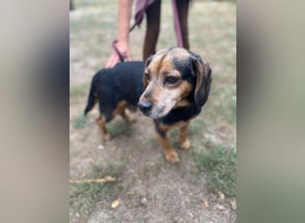 DODO - Kleiner, freundlicher Senior sucht ein liebevolles Zuhause für seinen Lebensabend