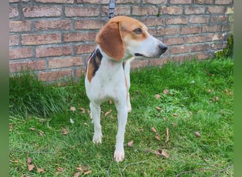 Zauberhafte Afon sucht Familienanschluss