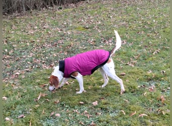 Zauberhafte Afon sucht Familienanschluss