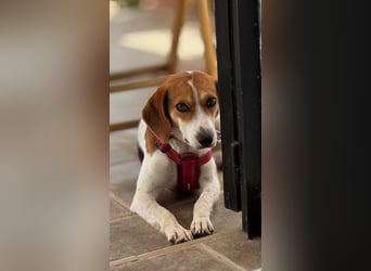 Zauberhafte Afon sucht Familienanschluss