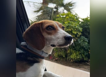 Zauberhafte Afon sucht Familienanschluss