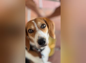 Zauberhafte Afon sucht Familienanschluss