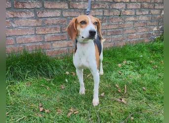 Zauberhafte Afon sucht Familienanschluss