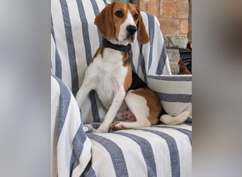 Beagle Panko wartet in Portugal auf unserem Tierschutzhof!