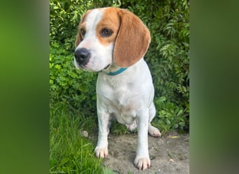 Süße Beagledame Tami wartet in Portugal auf unserem Tierschutzhof auf dich!