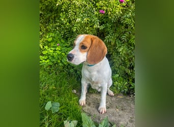 Süße Beagledame Tami wartet in Portugal auf unserem Tierschutzhof auf dich!