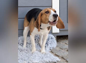 Beagle Panko wartet in Portugal auf unserem Tierschutzhof!