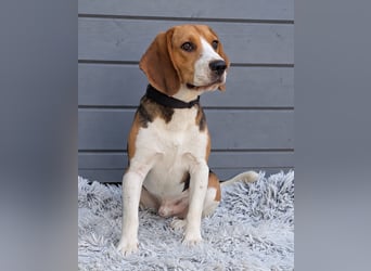 Beagle Panko wartet in Portugal auf unserem Tierschutzhof!