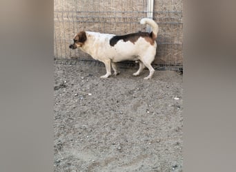 *Notfell* BONGO muss abspecken, Pflegestelle/Gnadenplatz, Rüde, 4,5 Jahre, 40 cm, Tierschutz