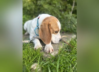 Süße Beagledame Tami wartet in Portugal auf unserem Tierschutzhof auf dich!