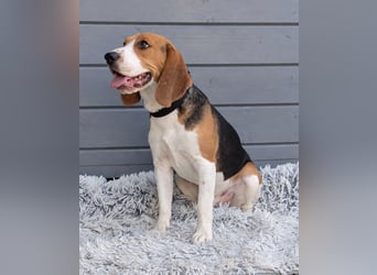 Beagle Panko wartet in Portugal auf unserem Tierschutzhof!