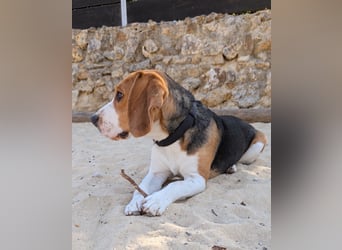 Beagle Panko wartet in Portugal auf unserem Tierschutzhof!