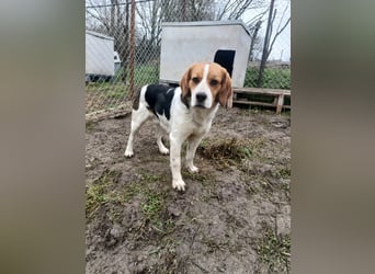 Finn Tierschutzhund sucht ein Zuhause