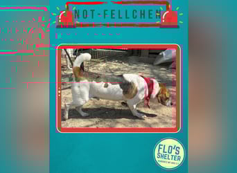 *Notfell* BONGO muss abspecken, Pflegestelle/Gnadenplatz, Rüde, 4,5 Jahre, 40 cm, Tierschutz