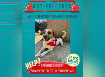 *Notfell* BONGO muss abspecken, Pflegestelle/Gnadenplatz, Rüde, 4,5 Jahre, 40 cm, Tierschutz