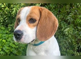 Süße Beagledame Tami wartet in Portugal auf unserem Tierschutzhof auf dich!