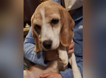DAISY, herzlos entsorgt, 10 Jahre, 36 cm, Beagle-Mix, Tierschutz Rumänien