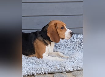 Beagle Panko wartet in Portugal auf unserem Tierschutzhof!