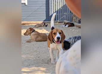 Beagle Panko wartet in Portugal auf unserem Tierschutzhof!