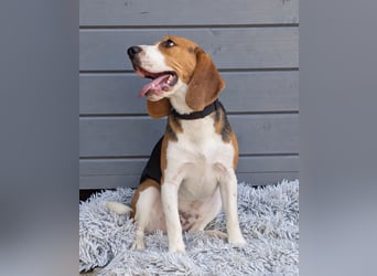 Beagle Panko wartet in Portugal auf unserem Tierschutzhof!