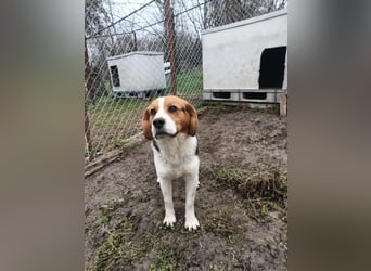 Finn Tierschutzhund sucht ein Zuhause