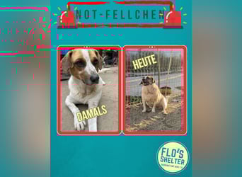 *Notfell* BONGO muss abspecken, Pflegestelle/Gnadenplatz, Rüde, 4,5 Jahre, 40 cm, Tierschutz