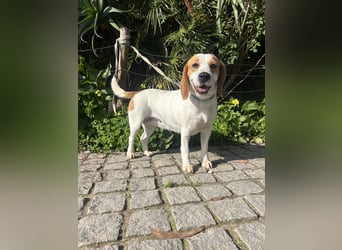 Süße Beagledame Tami wartet in Portugal auf unserem Tierschutzhof auf dich!
