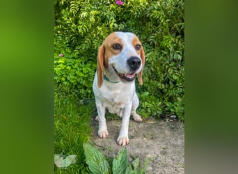 Süße Beagledame Tami wartet in Portugal auf unserem Tierschutzhof auf dich!