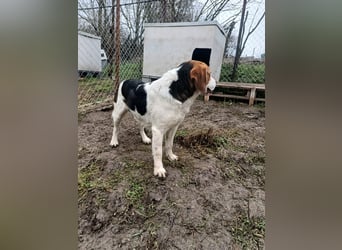 Finn Tierschutzhund sucht ein Zuhause