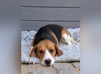 Beagle Panko wartet in Portugal auf unserem Tierschutzhof!