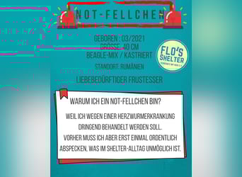 *Notfell* BONGO muss abspecken, Pflegestelle/Gnadenplatz, Rüde, 4,5 Jahre, 40 cm, Tierschutz