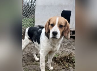 Finn Tierschutzhund sucht ein Zuhause