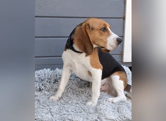 Beagle Panko wartet in Portugal auf unserem Tierschutzhof!