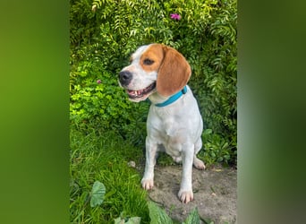Süße Beagledame Tami wartet in Portugal auf unserem Tierschutzhof auf dich!