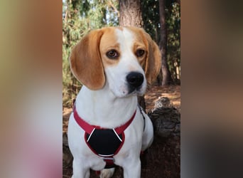 Süße Beagledame Tami wartet in Portugal auf unserem Tierschutzhof auf dich!