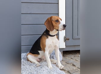 Beagle Panko wartet in Portugal auf unserem Tierschutzhof!