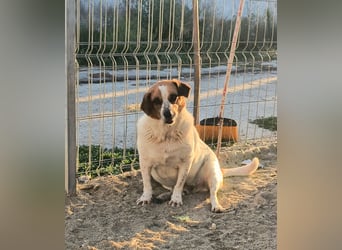 *Notfell* BONGO, Beagle-Mix, Rüde, 4 Jahre, 40 cm, Tierschutz