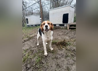 Finn Tierschutzhund sucht ein Zuhause